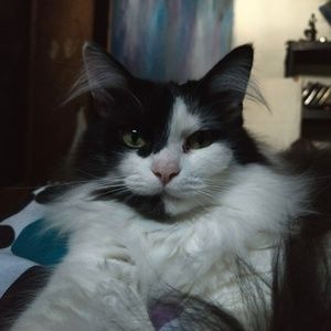 Meet your Posher, Teva